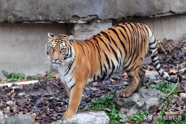 10只犬界战神比特犬，世上最强大比特犬