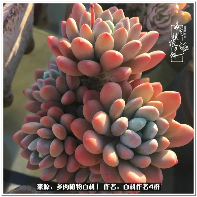 好养的容易上色的景天科多肉，景天科常见多肉图鉴不完全版D系列