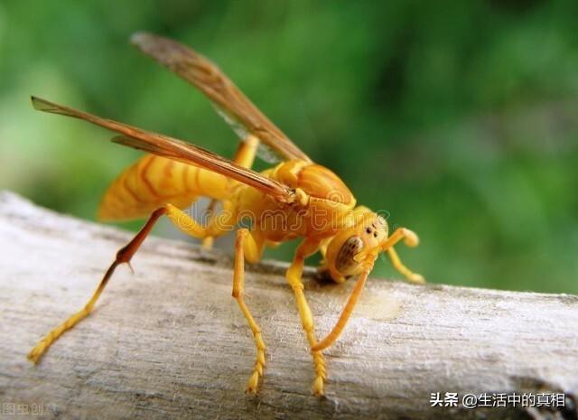 家里常见的虫子，家庭生活中常见的虫子（还有这10种家里的虫子……）