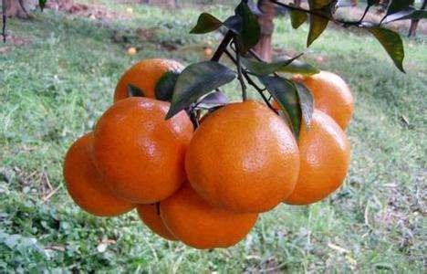 橘子的品种有哪些，柑橘品种有哪些
