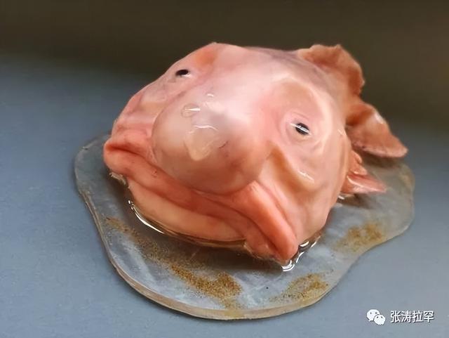 6种长相奇特的动物，千奇百怪一眼销魂