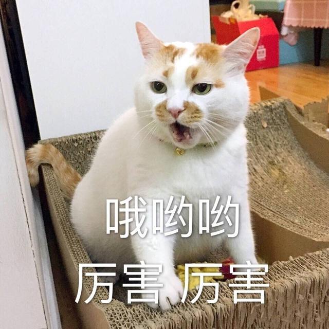 什么猫最温顺且掉毛不多，的4种猫，不易生气，也不记仇