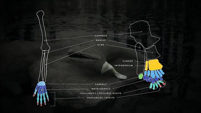 人类的进化史到底是什么样的，人类进化史上有13万年的空白,过程中发生了什么