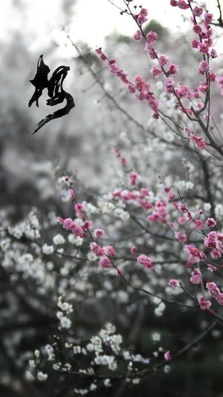 什么梅花品种好，梅花哪个品种比较好看