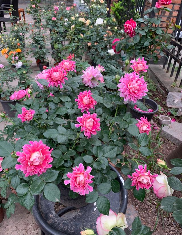 好看的月季花叶片，适合新手养的“2种月季”