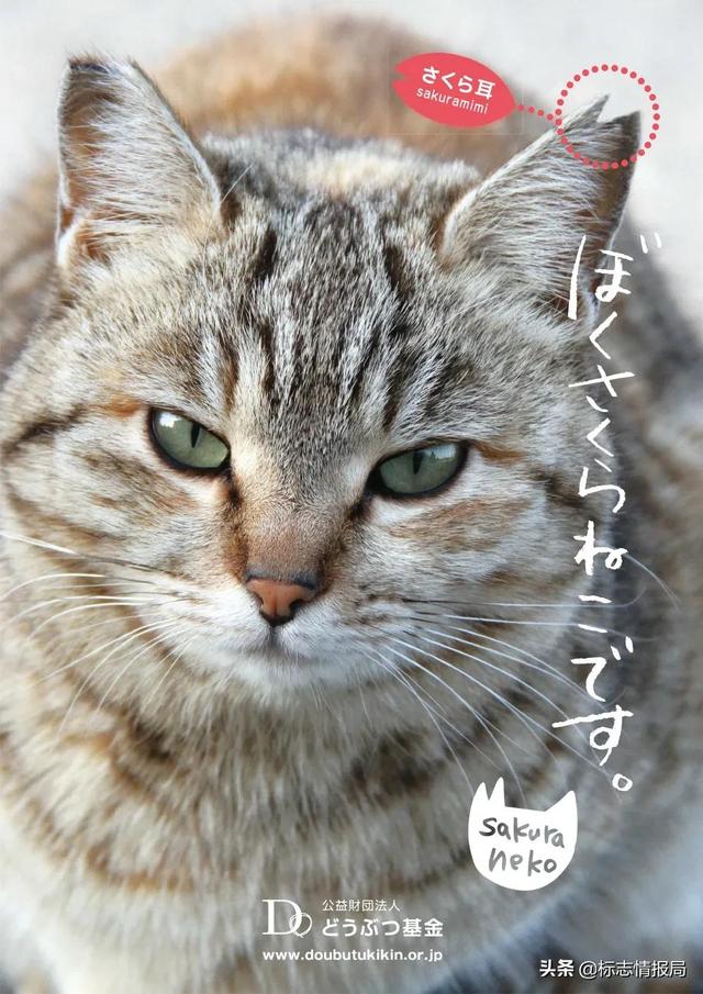 兔子品牌logo，为日本动物保护组织免费打造新LOGO