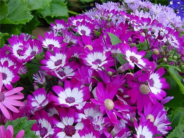 花卉图片及名称大全，常见绿植花卉及名称大全（100种常见花图鉴）