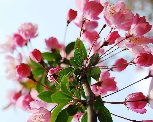 清朝妃子的等级和封号，清朝宫女等级和封号