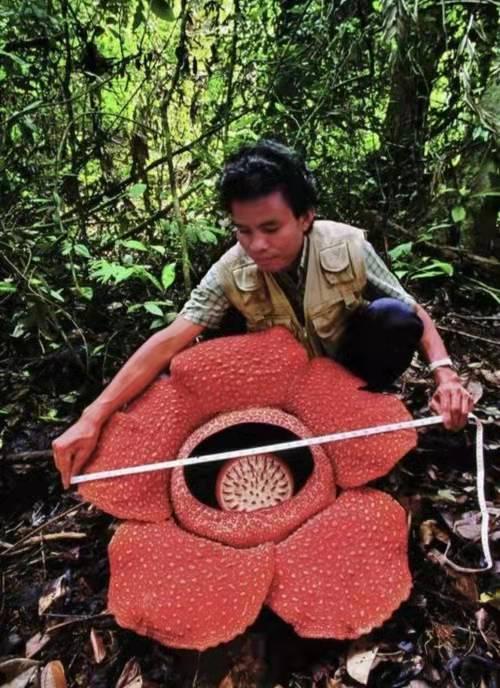 奇花异草160种，25种奇花异草第1集