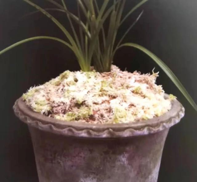 养兰花什么植料最好，这“3种”植料