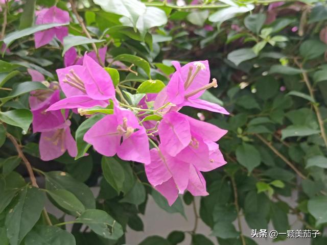 三角梅的含义与花语，最美三角梅广东叫