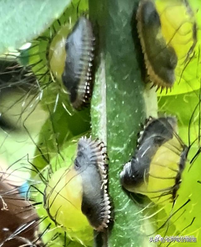 绿尾大蚕蛾出现在几月份，自博馆绿尾大蚕蛾开始羽化啦