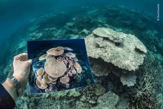 国际顶级野生动物摄影比赛，第58届国际野生生物摄影年赛中国首展开幕