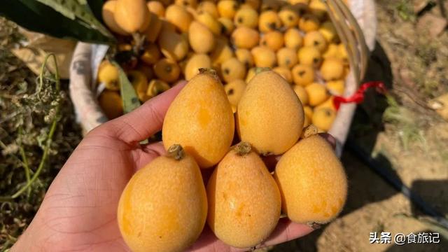 同样是大五星枇杷，四川米易枇杷几月成熟