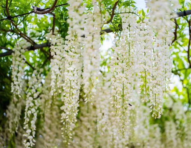 紫藤花春夏秋冬分别是什么颜色，紫藤花开满院香