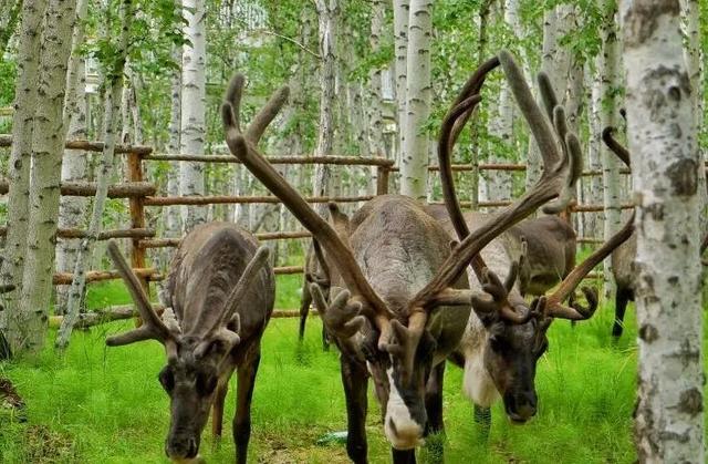 呼伦贝尔大草原图片，内蒙古呼伦贝尔草原最美景色（壁纸美图，呼伦贝尔大草原风光）