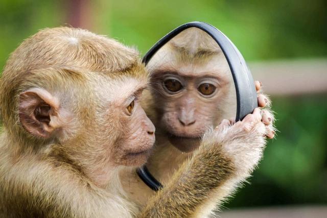 美国的猴痘是因为什么引起的，美国祸不单行