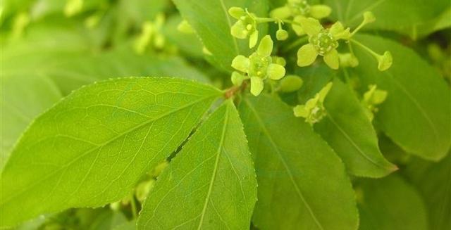 鬼箭羽的功效与作用，鬼箭羽可以大面积种植吗（鬼箭羽是怎样的植物）