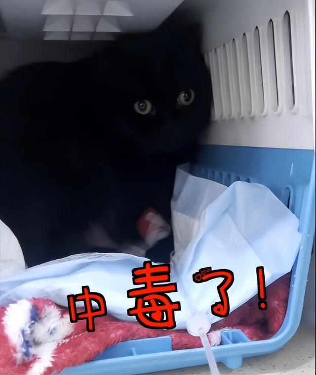 英短蓝猫容易生什么病，蓝猫“遗弃率高”不是没有道理
