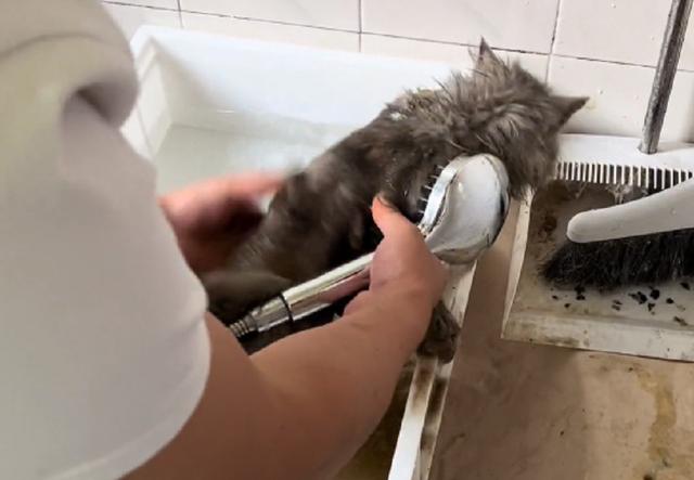 最好看的三种长毛猫，“靠颜值打天下”的几种猫咪