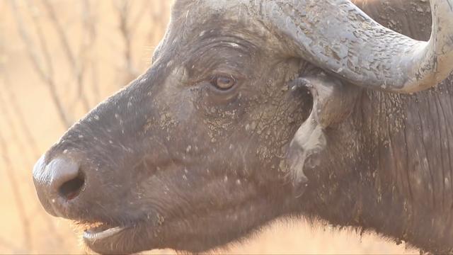 世界上最大的野牛有多重，云南发现8头野牛