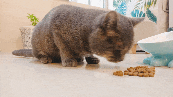 性价比高的猫粮，又便宜又好的猫粮排名前十（猫粮良心推荐，6款性价比好粮）