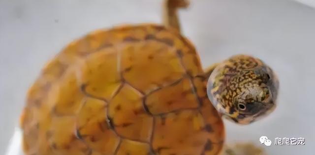 乌龟腐甲烂甲严重怎么治，是不是很想知道你的龟为什么会腐甲