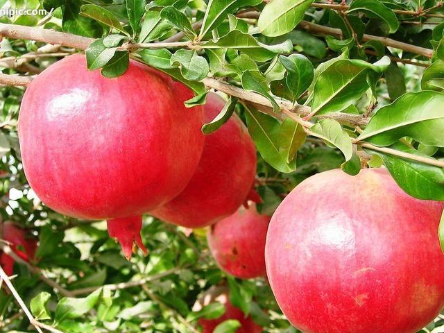 除夕夜3种吉祥果，这6种吉祥果要准备好