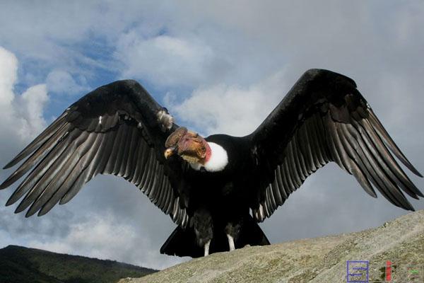 飞行速度最快的鸟，盘点10种飞行速度最快的鸟类（速度堪比人类博尔特）