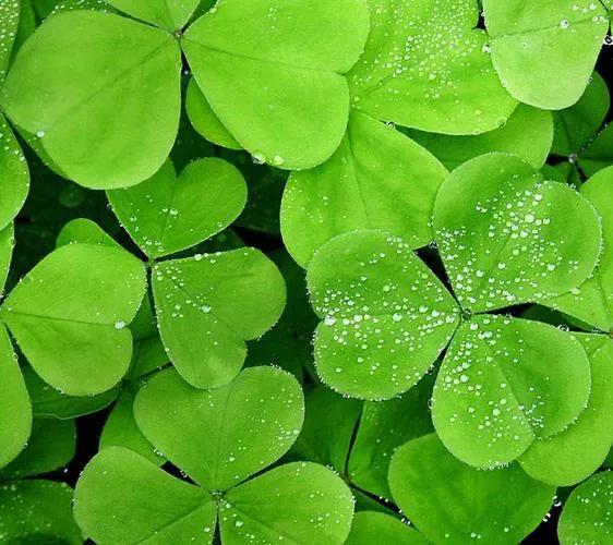 三叶草的根部能不能吃，我吃过三叶草的根