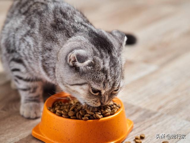 猫一顿吃多少猫粮，猫咪一天喂多少粮合适（猫咪到底一天喂几次比较合适）