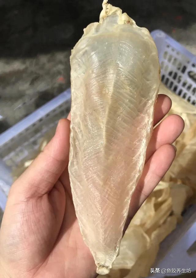 人工合成鱼胶图片，合成鱼胶怎么分辨