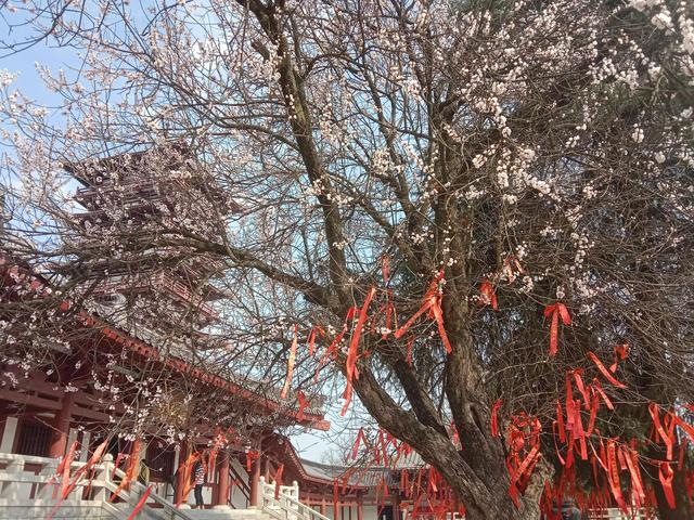 紫蓬山一日游攻略，紫蓬山五一游玩攻略（紫蓬山一日游）