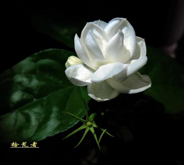 茉莉花代表的寓意是什么,好一朵茉莉花象征 茉莉花代表的寓意是什么,好一朵茉莉花象征