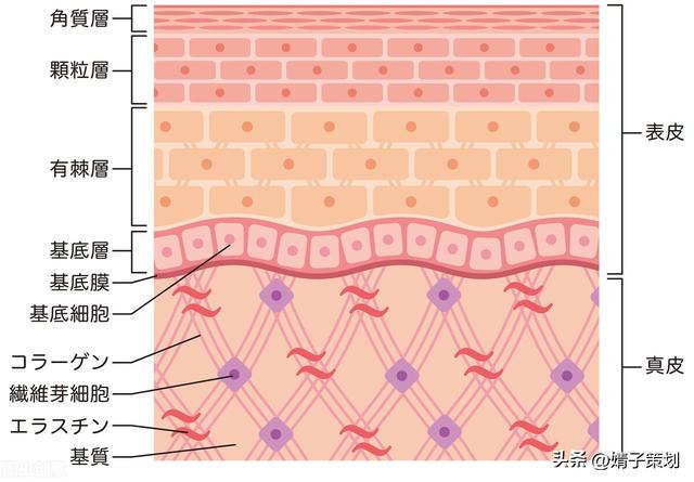 皮肤组织结构图，皮肤组织示意图讲解