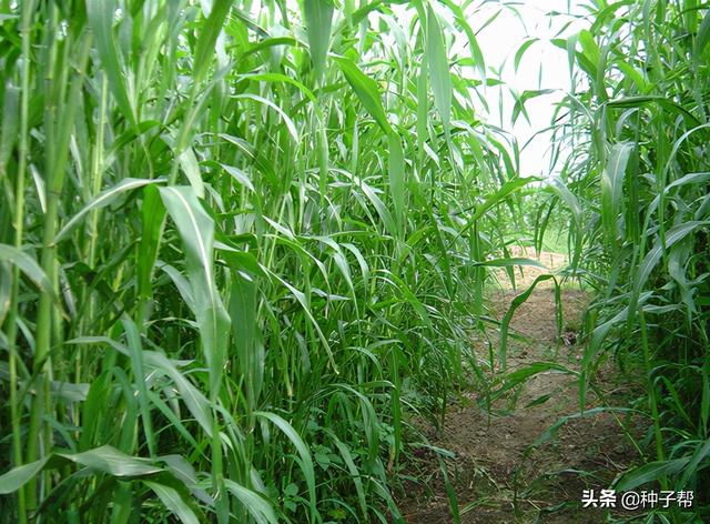 简述一年生黑麦草的生物特性，能长7米高的美国高丹草