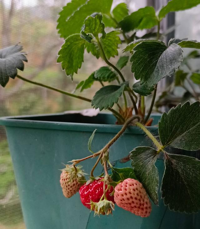 草莓盆栽怎么养，各种盆栽草莓的种植方法（家庭盆栽草莓的种植方法）