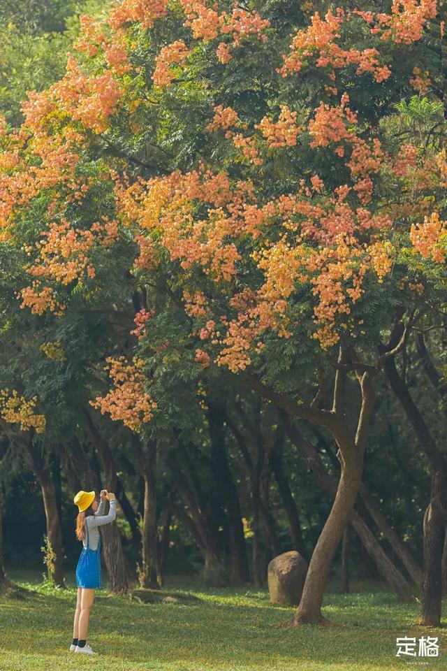 深圳地铁1号线游玩，免费地铁直达深圳这些地方一天玩遍