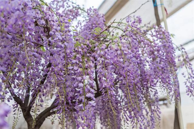 紫藤花春夏秋冬分别是什么颜色，紫藤花开满院香