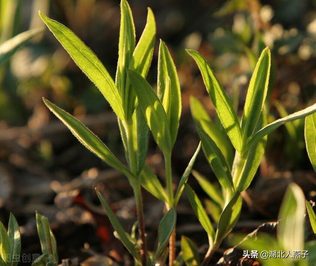 可以吃的野菜种类大全，教你认识不同的野菜和吃法