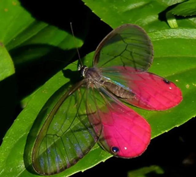 世界八大名贵蝴蝶，世界十大名贵蝴蝶