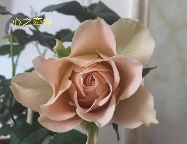 切花月季哪几个品种比较好，常见切花月季一览