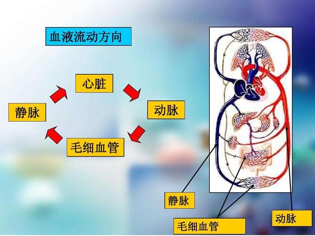 熊为什么冬眠时会睡这么久，处在冬眠状态下的熊