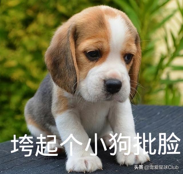 驱虫的正确方法和时间，养猪经：这样驱虫才能事半功倍