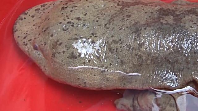 娃娃鱼与野生鱼的区别，曾千元难买1斤的娃娃鱼