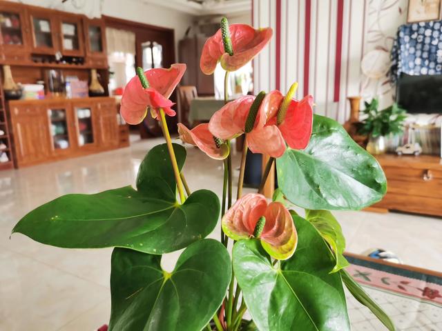 适合家里养的喜欢阳光的花，7种喜阴花