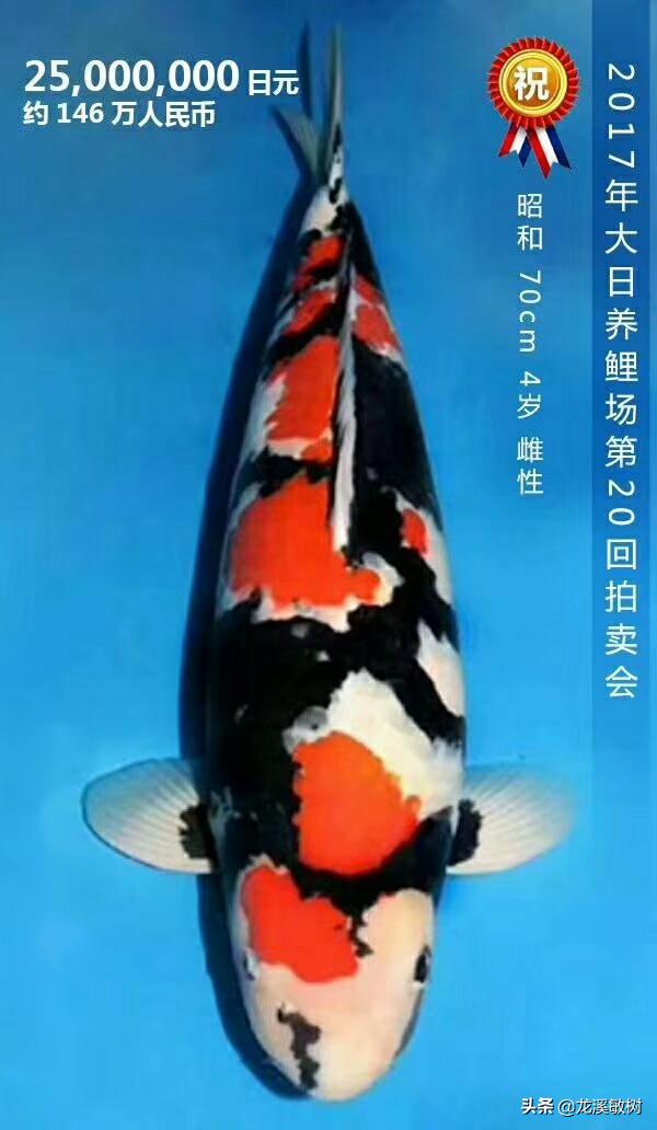 锦鲤各品种的寓意和象征，锦鲤品类介绍<一>