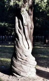 字母r可以想象成什么，wr字母组合的形象和含义