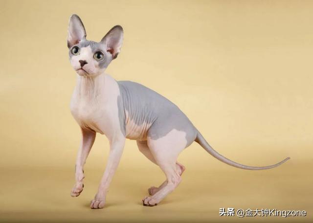 世界上最可爱的猫，世界上最可爱的几十种猫咪（猫味最重的五种猫咪）