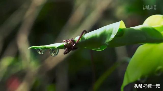 世界上最奇妙的植物，以捕猎、诱惑、暴力等各种方式生存着